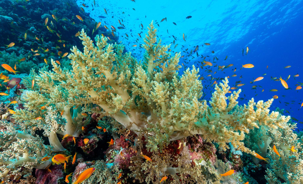 Snorkel en arrecifes de Roatán, Honduras